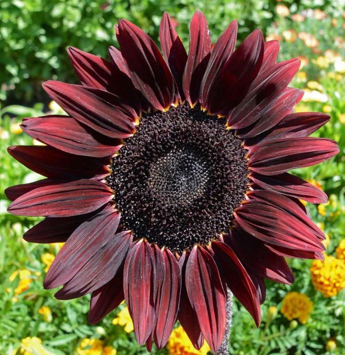 CHOCOLATE CHERRY SUNFLOWER 1G