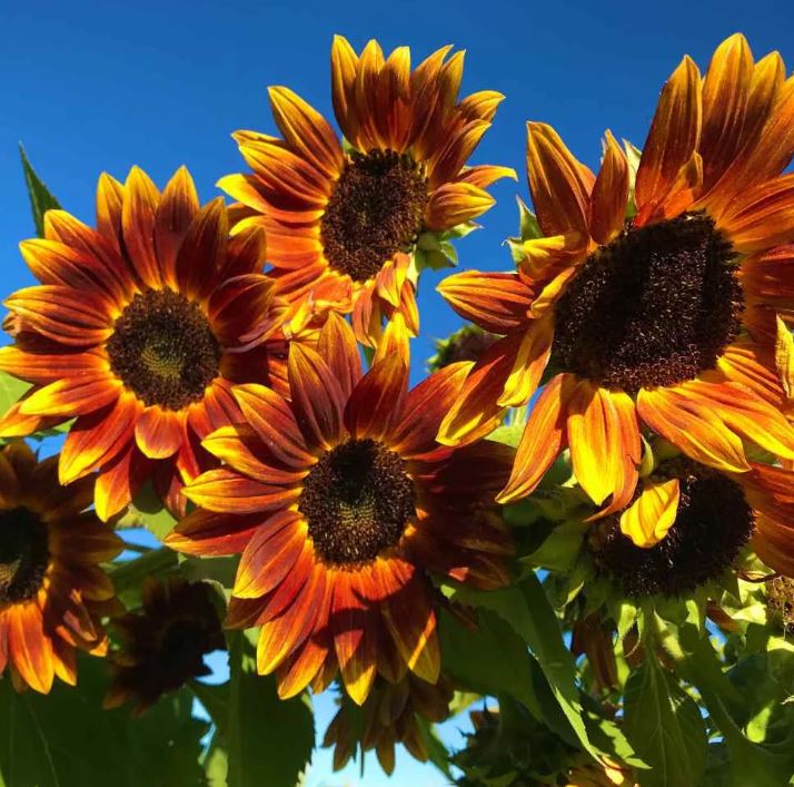 EARTHWALKER SUNFLOWER SEEDS 1G