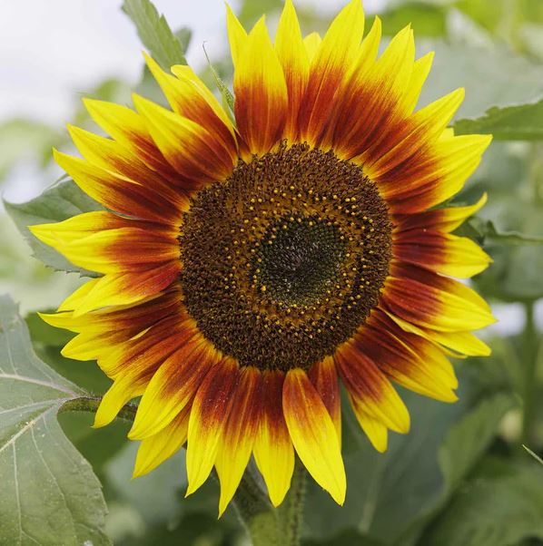 EVENING SUN SUNFLOWER SEEDS 1G