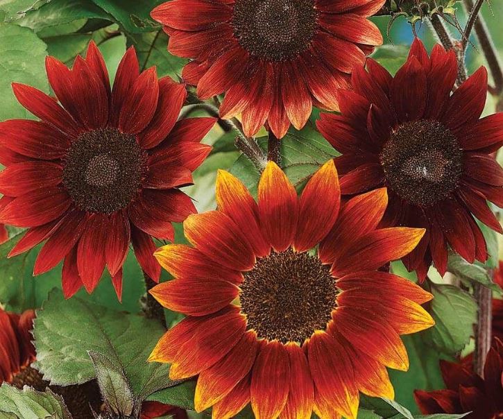 MIDNIGHT ROUGE SUNFLOWER 1G