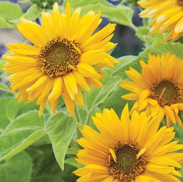 SANTA LUCIA SUNFLOWER SEEDS 1G