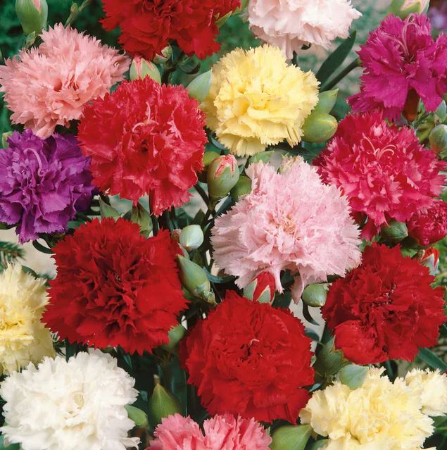 BP427 CARNATION 4" POT