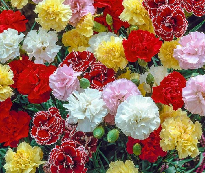 BP600 CARNATION 6" POT