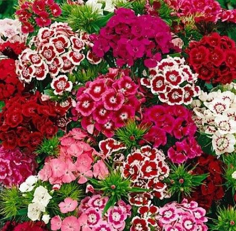 BP601 DIANTHUS 6" POT