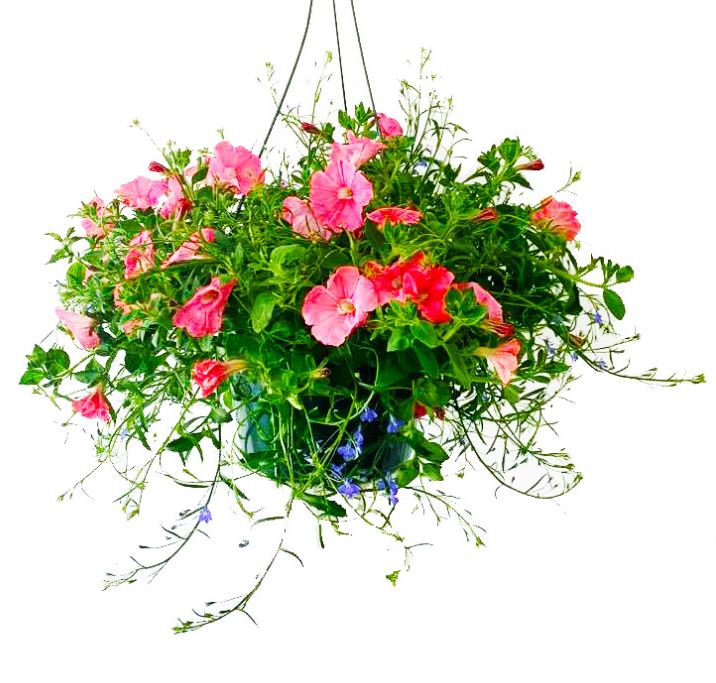 HB17 PETUNIA HANGING BASKET