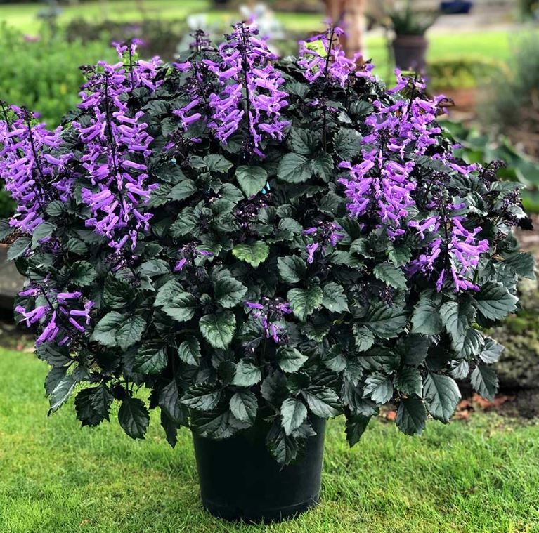 BPG18 PLECTRANTHUS 1 GAL