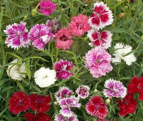 BP428 DIANTHUS 4" POT