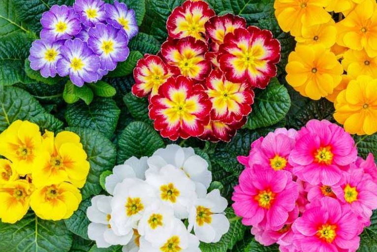 BP439 PRIMULA 4" POT