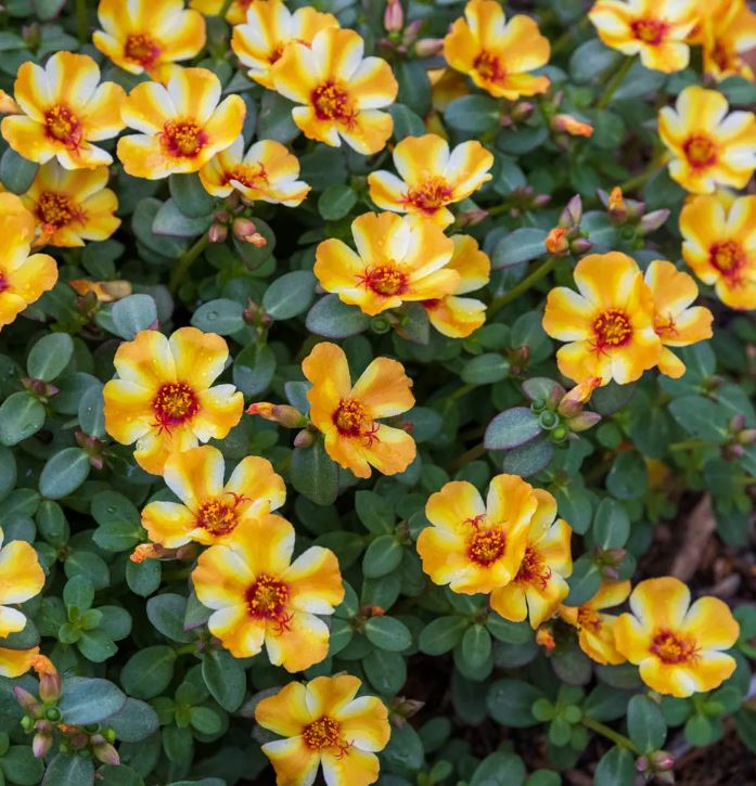 HB18 PORTULACA HANGING BASKET