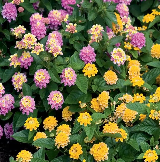 HB34 LANTANA HANGING BASKET