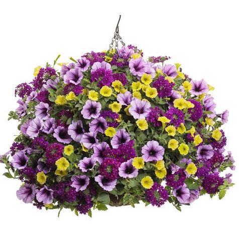HB26 VERBENA HANGING BASKET