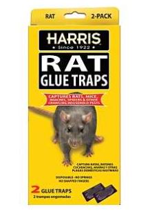 HARRIS RAT GLUE TRAP 2 PACK