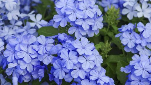 BPG19 PLUMBAGO 1 GAL