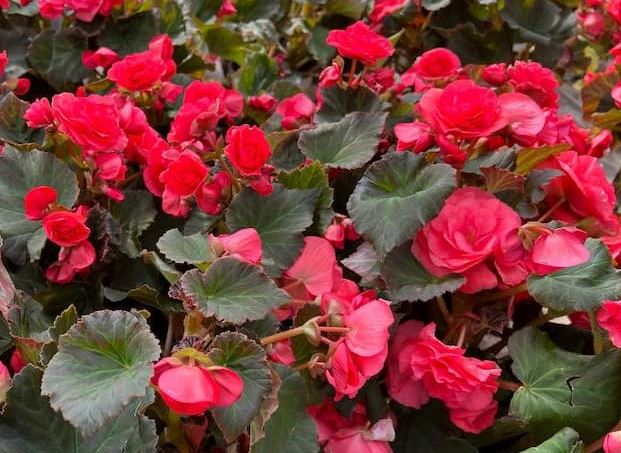 HB5 BEGONIA HANGING BASKET