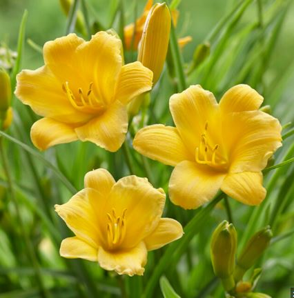 BPG2 STELLA DAYLILY 1GAL
