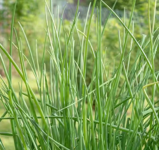HER10 CHIVES 4" POT