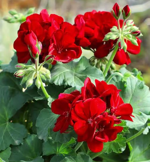 BP64 GERANIUM 6" POT