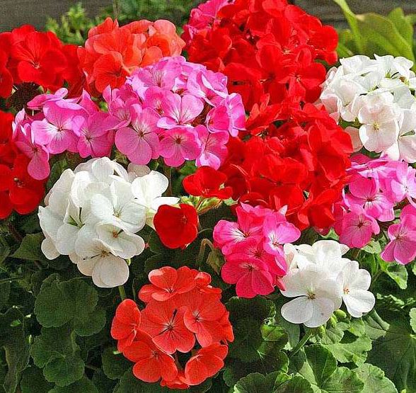 HB14 GERANIUM HANGING BASKET