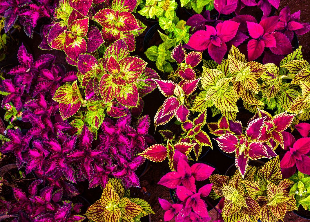 BPG20 COLEUS 1 GALLON