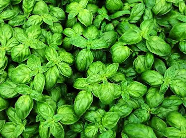 HER5 SWEET BASIL 4" POT