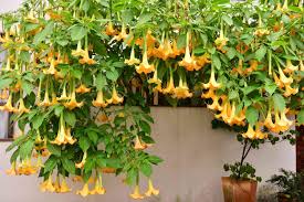 SHR334 ANGEL TRUMPET 3GAL