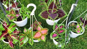 HB11 COLEUS HANGING BASKET