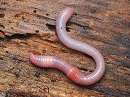 PINKS WORMS