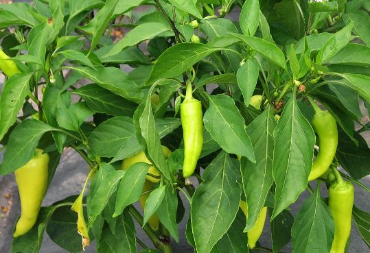 PEP41 SWEET BANANA PEPPER 4" POT