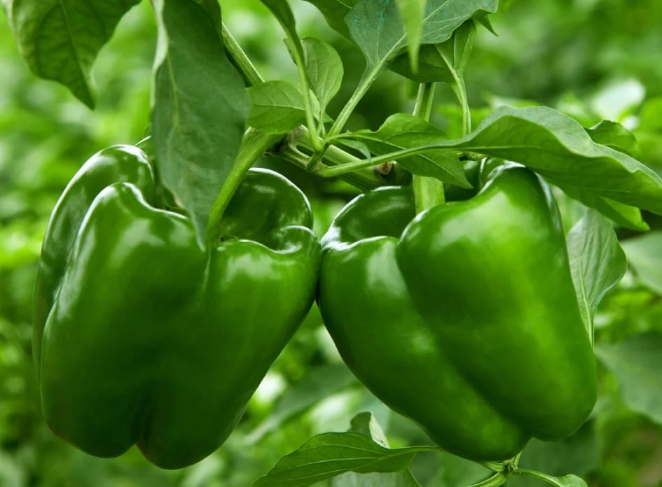 PEP42 GREEN BELL PEPPER 4" POT