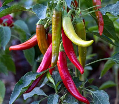 PEP43 CAYENNE PEPPER 4" POT