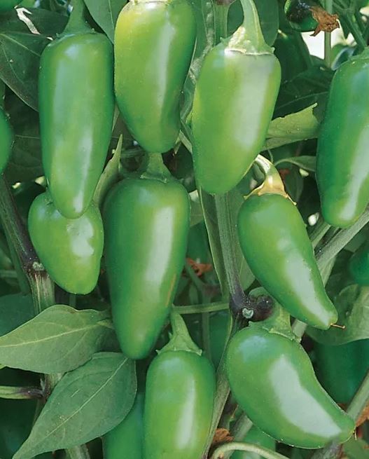 PEP46 JALAPENO 4" POT