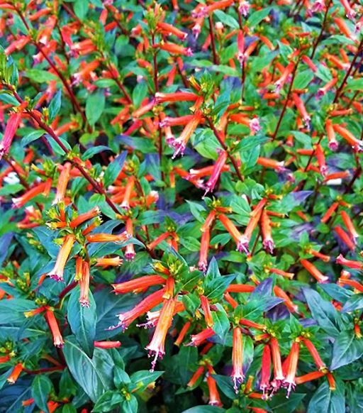 BP494 CUPHEA 4.5" POT