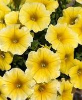 BP484 PETCHOA 4" POT