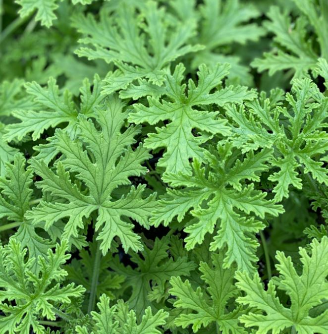 BP63 CITRONELLA MOSQUITO 6" POT