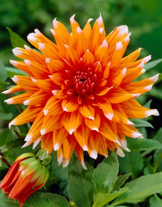 DAHLIA COLOUR SPECTACLE BULBS