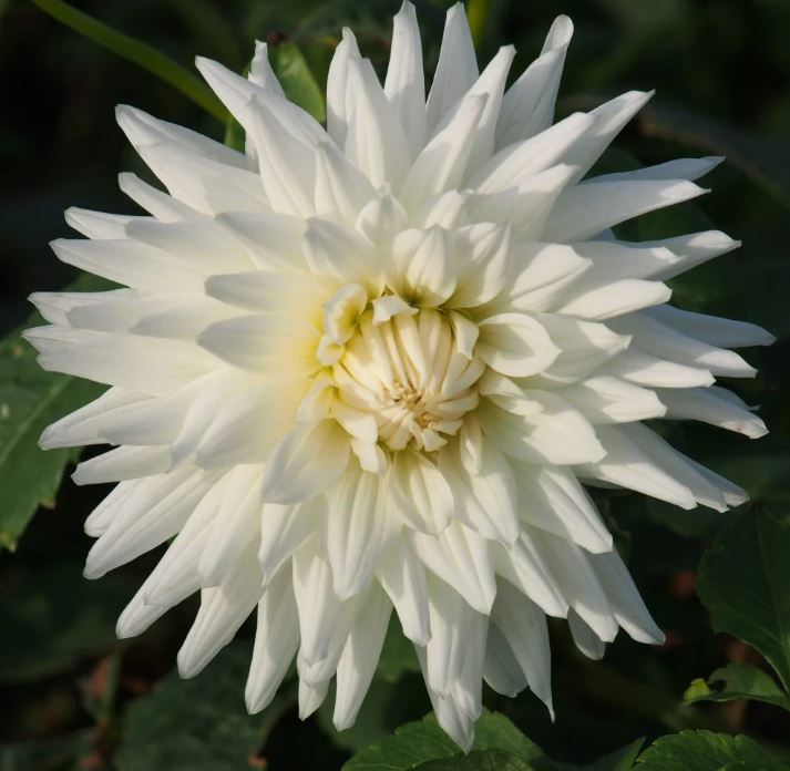 DAHLIA MY LOVE BULBS