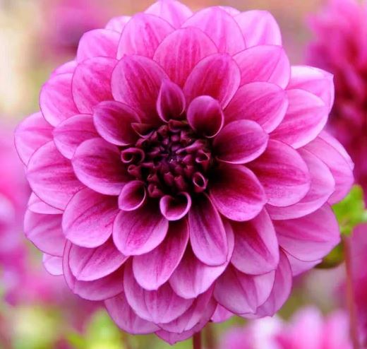 DAHLIA BLUE BELL BULBS