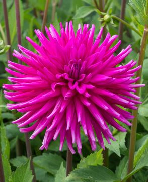 DAHLIA PURPLE GEM BULBS
