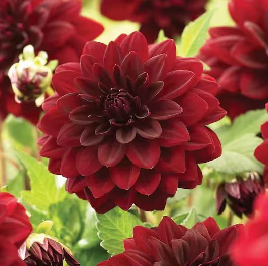 DAHLIA ARABIAN NIGHT BULBS