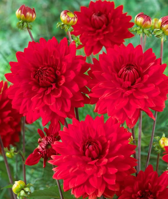 DAHLIA GARDEN WONDER BULBS