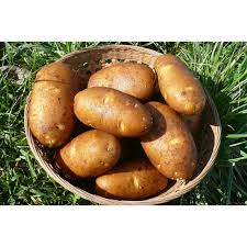 POTATO - RUSSET SEED&nbsp;&nbsp;- 5LB