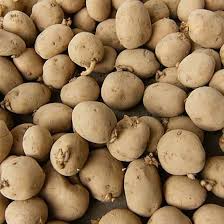 POTATO - KENNEBAC SEED - 5LB