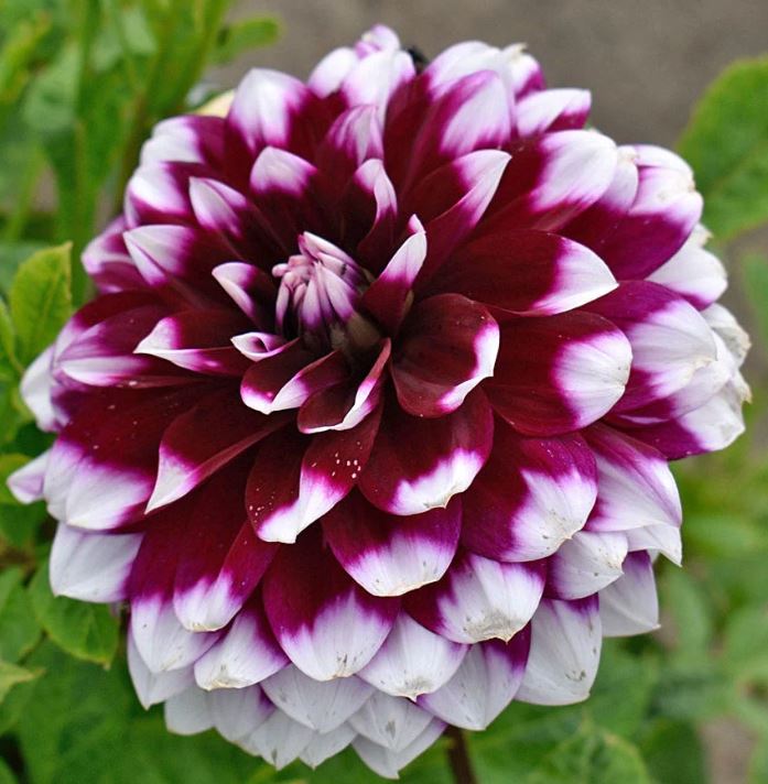 DAHLIA MYSTERY DAY BULBS