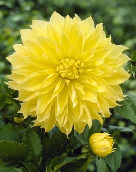 DAHLIA KELVIN FLOODLIGHT BULBS