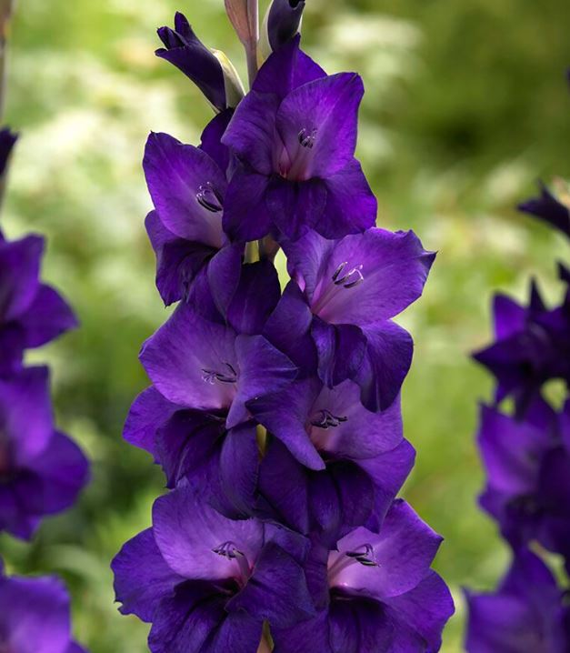 GLADIOLUS PURPLE FLORA BULBS