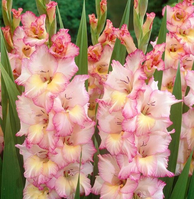 GLADIOLUS PRISCILLA BULBS