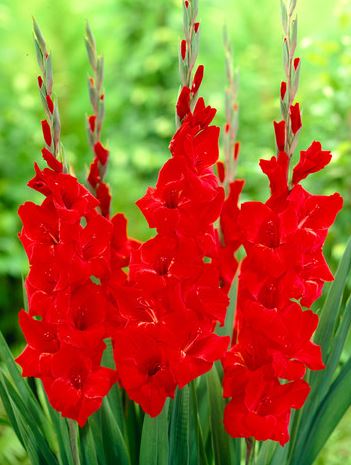 GLADIOLUS OSCAR BULBS