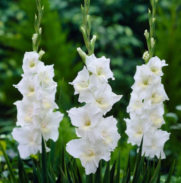 GLADIOLUS WHITE PROSPERITY BULBS