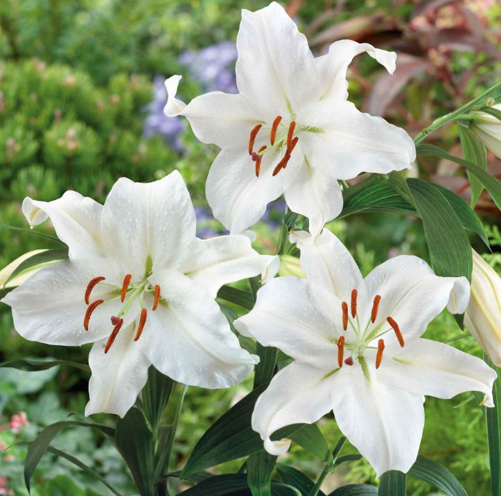LILIUM CASA BLANCA BULBS