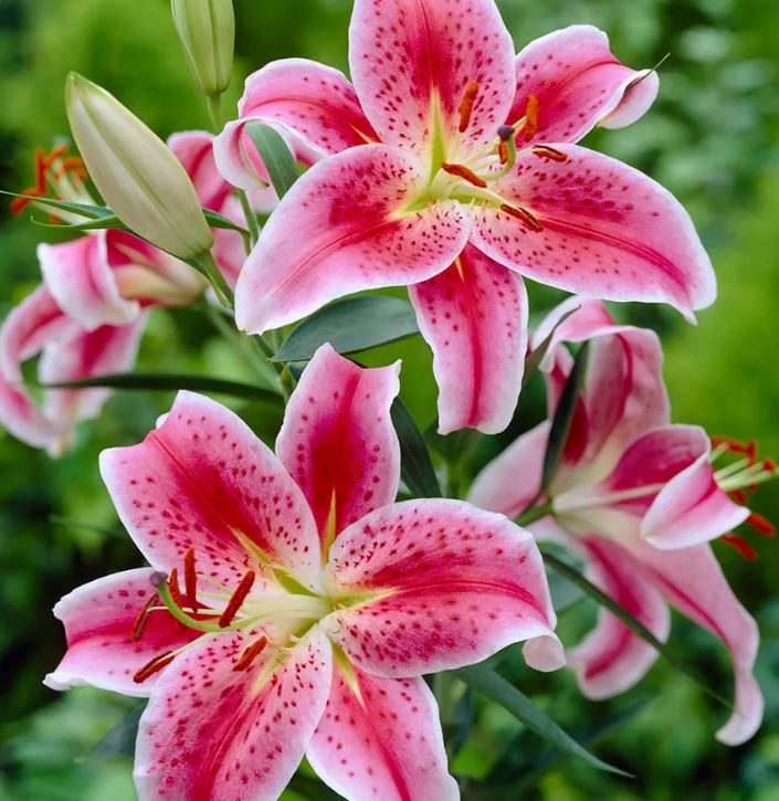 LILIUM STAR GAZER BULBS